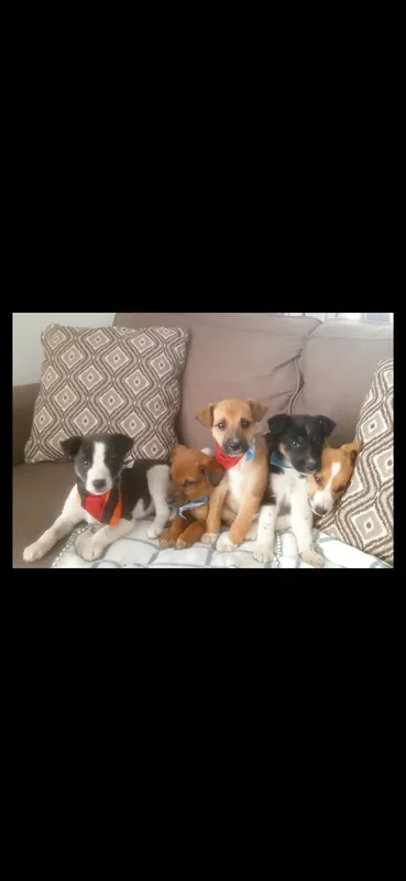 Regalones - Foto 2